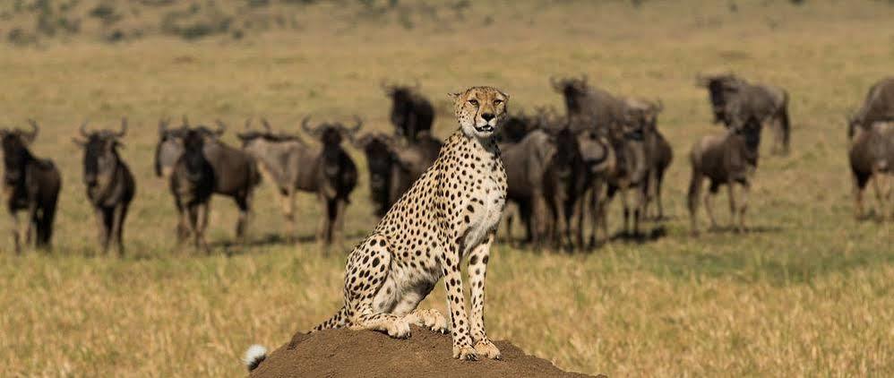 ホテル Mahali Mzuri マサイマラ国立保護区 エクステリア 写真