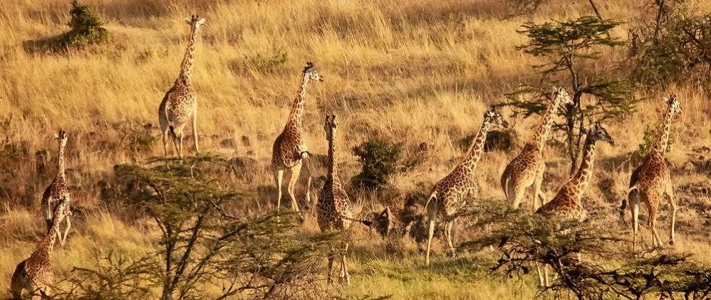ホテル Mahali Mzuri マサイマラ国立保護区 エクステリア 写真