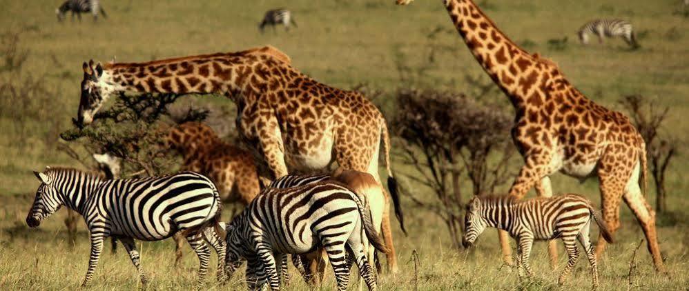 ホテル Mahali Mzuri マサイマラ国立保護区 エクステリア 写真