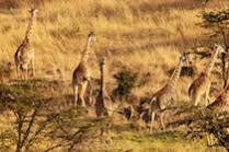 ホテル Mahali Mzuri マサイマラ国立保護区 エクステリア 写真